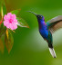 Колибри