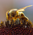 Пчёлы